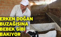 Erken doğan buzağısına bebek gibi bakıyor