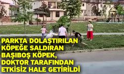 Parkta dolaştırılan köpeğe saldıran başıboş köpek, doktor tarafından etkisiz hale getirildi