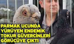 Parmak ucunda yürüyen endemik Tokur güvercinleri görücüye çıktı