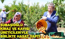 Subaşıoğlu kiraz ve kayısı üreticileriyle birlikte hasat yaptı