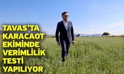 Tavas’ta karacaot ekiminde verimlilik testi yapılıyor
