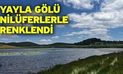 Yayla Gölü nilüferlerle renklendi