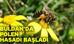 Buldan'da polen hasadı başladı