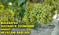 Buldan'da sultaniye üzümünde hasat heyecanı başladı