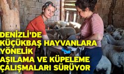 Denizli'de küçükbaş hayvanlara yönelik aşılama ve küpeleme çalışmaları sürüyor