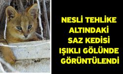 Nesli tehlike altındaki saz kedisi Işıklı Gölünde görüntülendi