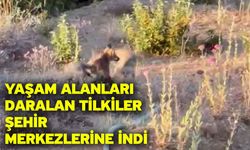 Yaşam alanları daralan tilkiler şehir merkezlerine indi