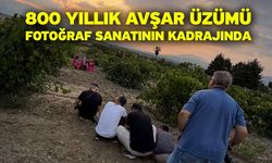 800 yıllık Avşar Üzümü fotoğraf sanatının kadrajında
