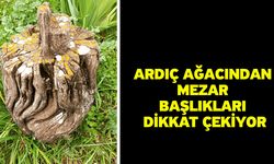 Ardıç ağacından mezar başlıkları dikkat çekiyor