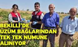 Bağlarda hasat telaşı başlarken denetimler de başladı