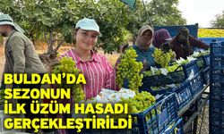 Buldan’da sezonun ilk üzüm hasadı gerçekleştirildi