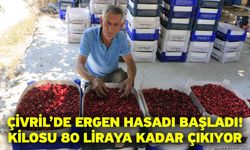 Çivril’de Ergen Hasadı Başladı! Kilosu 80 Liraya Kadar Çıkıyor
