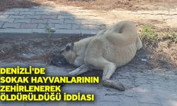 Denizli'de sokak hayvanlarının zehirlenerek öldürüldüğü iddiası