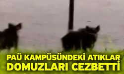 PAÜ Kampüsündeki atıklar domuzları cezbetti