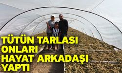Tütün tarlası onları hayat arkadaşı yaptı