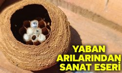 Yaban arılarından sanat eseri