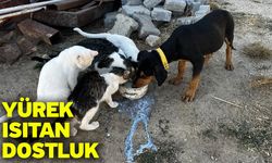 Yürek ısıtan dostluk