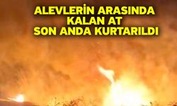 Alevlerin arasında kalan at son anda kurtarıldı