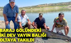 Baraj gölündeki iki dev yayın balığı oltaya takıldı