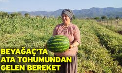 Beyağaç'ta ata tohumundan gelen bereket