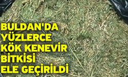 Buldan'da yüzlerce kök kenevir bitkisi ele geçirildi