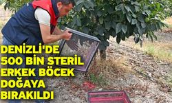 Denizli'de 500 Bin Steril Erkek Böcek Doğaya Bırakıldı