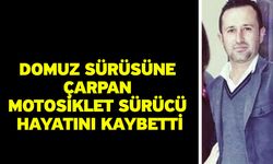 Domuz sürüsüne çarpan motosiklet sürücü hayatını kaybetti