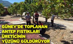 Güney'de toplanan Antep fıstıkları üreticinin yüzünü güldürüyor