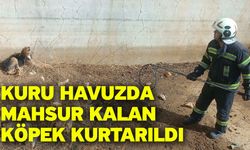 Kuru havuzda mahsur kalan köpek kurtarıldı