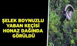 Şelek Boynuzlu yaban keçisi Honaz Dağında görüldü