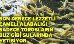 Son derece lezzetli Çameli alabalığı sadece Torosların buz gibi sularında yetişiyor