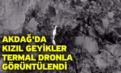 Akdağ'da kızıl geyikler termal dronla görüntülendi