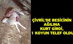 Çivril'de besicinin ağılına kurt girdi, 1 koyun telef oldu