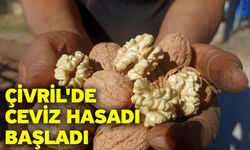 Çivril'de ceviz hasadı başladı