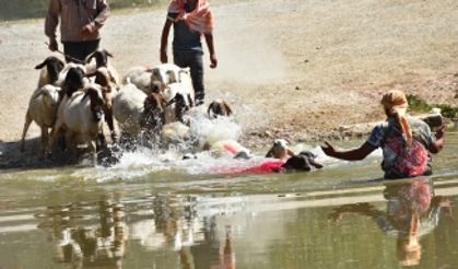 Asırlık Gelenek Başladı, Kınalı Koçlar Suya Atlamak İçin Sıralandı