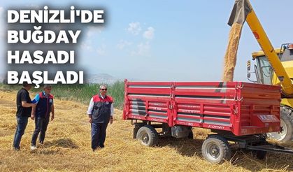 Denizli'de buğday hasadı başladı