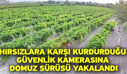 Hırsızlara karşı kurdurduğu güvenlik kamerasına domuz sürüsü yakalandı