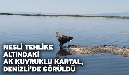 Nesli tehlike altındaki Ak Kuyruklu Kartal, Denizli’de görüldü