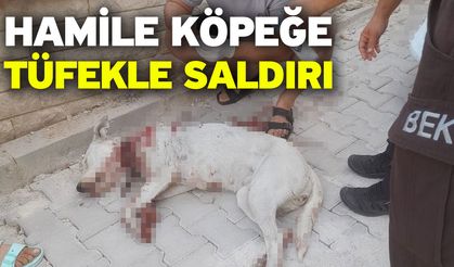 Hamile köpeğe tüfekle saldırı