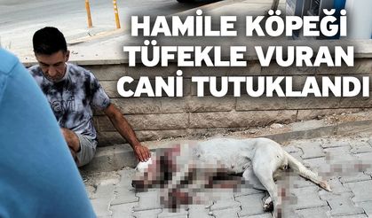 Hamile köpeği tüfekle vuran cani tutuklandı