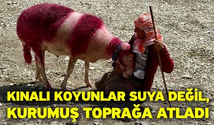 Kınalı koyunlar suya değil, kurumuş toprağa atladı