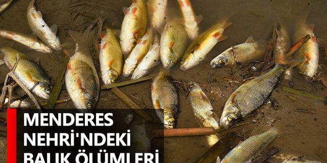 Menderes Nehri'ndeki balık ölümleri korkutuyor