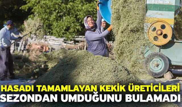 Hasadı tamamlayan kekik üreticileri sezondan umduğunu bulamadı