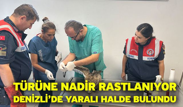 Türüne nadir rastlanıyor! Denizli’de yaralı halde bulundu