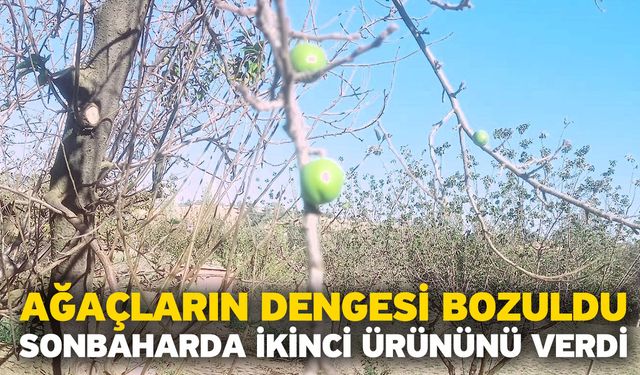 Ağaçların dengesi bozuldu! Sonbaharda ikinci ürününü verdi