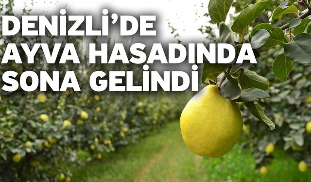 Denizli’de Ayva Hasadında Sona Gelindi