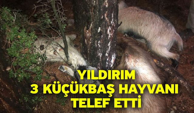 Yıldırım 3 küçükbaş hayvanı telef etti