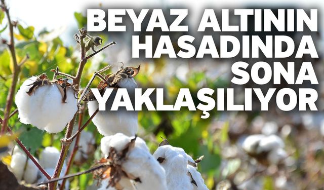 Beyaz altının hasadında sona yaklaşılıyor