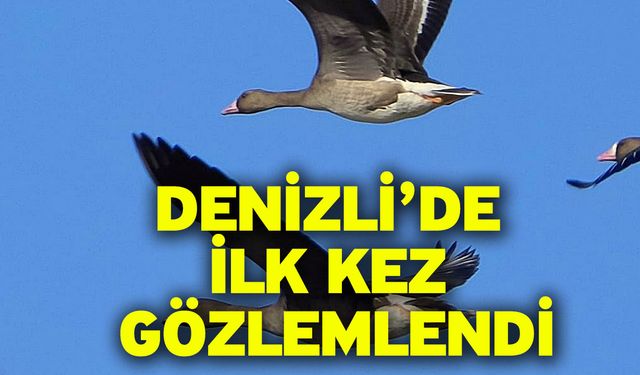 Denizli’de ilk kez gözlemlendi