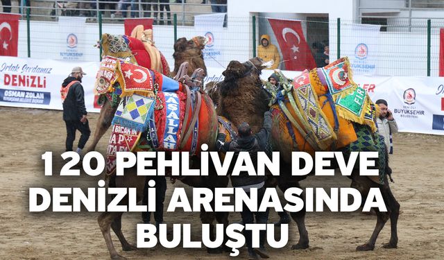 120 pehlivan deve Denizli arenasında buluştu